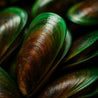 Green Lipped Mussels